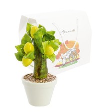 Bomboniera nicarè alberello usato Bomboniera nicarè alberello usato  Canicatti