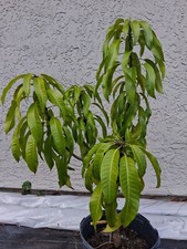 Grafted mango tree for sale  Palm Bay
