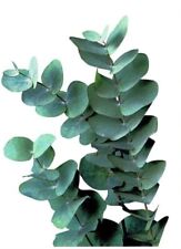 275 eucalyptus seeds for sale  Meridian