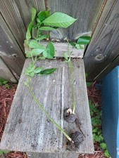 Black walnut tree for sale  Juda