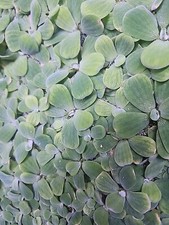 Dwarf water lettuce for sale  Canton