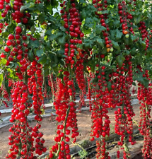 100 waterfall tomatoes for sale  Salem