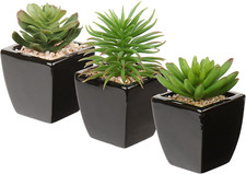 Serie vasi succulenti usato  Roma