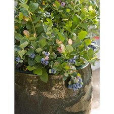 Gal. bushel berry for sale  Los Angeles