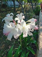 Crinum mrs. james usato  Bisceglie