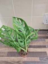 Monstera adansonii swiss for sale  LONDON