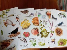 Nature illustrations paper for sale  DEREHAM