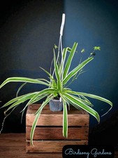 Reverse variegated spider for sale  Marietta
