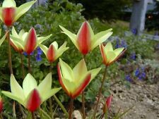 Zwiebeln wildtulpen rot gebraucht kaufen  Kaiserslautern