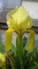 Iris schachtii zwergbartiris gebraucht kaufen  Waiblingen