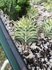 Euphorbia meloformis variegate for sale  FAKENHAM
