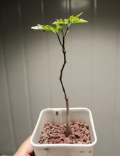1.5cm succulent cactus for sale  Shipping to United Kingdom