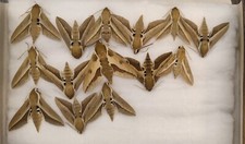 Mix sphingidae moths for sale  Shipping to United Kingdom