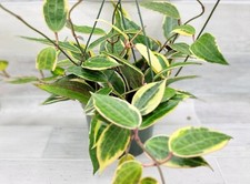 Hoya macrophylla variegata for sale  Reseda