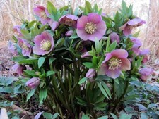 Helleborus hellebore orientali for sale  CRANBROOK