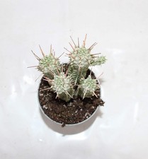 Euphorbia mammillaris var gebraucht kaufen  Heroldsberg