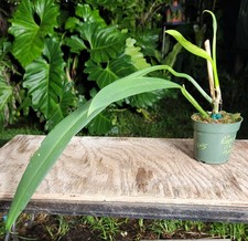 Philodendron alternans plant for sale  Hollywood
