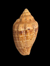 Voluta polypleura honduras usato  San Cesareo