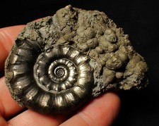 Perfect pyrite eoderoceras for sale  BRISTOL