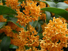 Apricot echo fragrant for sale  Mobile