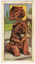 Chow chow vims for sale  COLEFORD