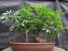 Hawaiian umbrella bonsai for sale  Freeport