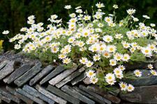 Anthemis carpatica snow for sale  RICHMOND