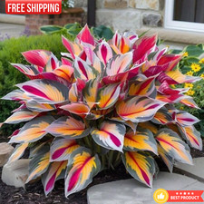 150pcs hosta plant for sale  Elk Grove Village