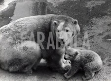 Vintage animali regno usato  Roma