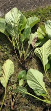Hosta rhizome plant for sale  DERBY