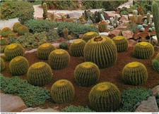 Fleurs plantes cactus d'occasion  Fruges