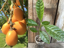 Perennial golden loquat for sale  Denver