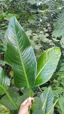 Live green dieffenbachia for sale  USA
