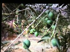 Azeitonas, azeitonas de manzanilla verde cru Vale da Califórnia, azeitonas para cura comprar usado Azeitonas, azeitonas de manzanilla verde cru Vale da Califórnia, azeitonas para cura comprar usado  Enviando para Brazil