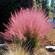 Pink muhly grass for sale  Milford