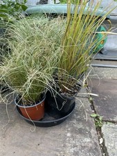 Bundle ornamental grasses for sale  BROMLEY