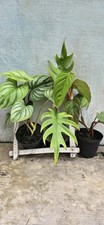 Philodendron mamei philodendro gebraucht kaufen  Willich