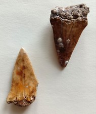 New caledonia great usato  Due Carrare