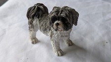Grey shih tzu for sale  WEST MALLING