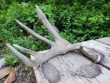 Chocolate mule deer for sale  Belgrade