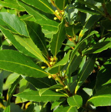 Pianta laurus nobilis usato  Valva