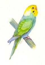 Rainbow budgie parakeet for sale  YEOVIL