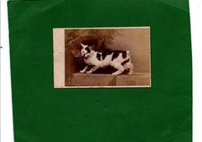 Unusual victorian cdv for sale  NORTHWICH