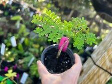 Live plant royal for sale  Bradenton