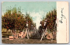 Workers ladders apple for sale  Smiths Station