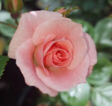 Gentle touch miniature for sale  WISBECH