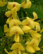 Maggiociondolo laburnum anagyr usato  Trappeto