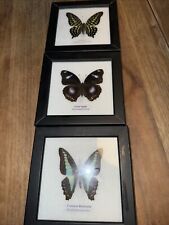 Set real butterfly for sale  AYR