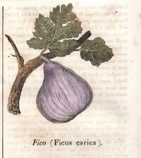 Stampa antica fico usato  Lecco