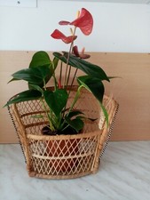 Panier cache pot d'occasion  Audenge